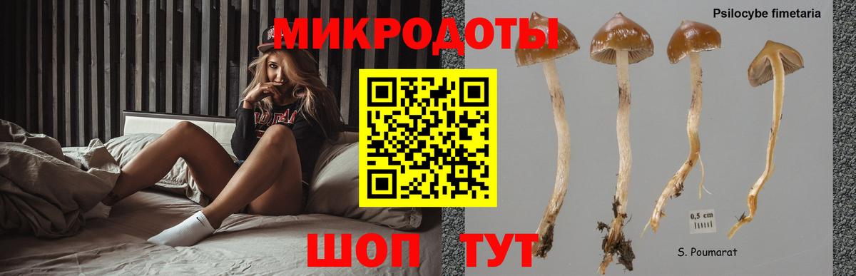 Галлюциногенные грибы Psilocybine cubensis Россия